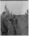 Men in pine tree field 